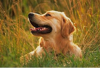 《仙剑7》小怪＆精英怪玩家截图 画妖和花妖太美了